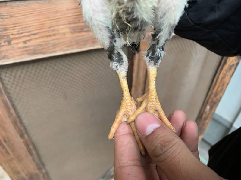 Parrot Beak + Pakistani Cross Chicks | shamoo white Chicks | 12000 per 7