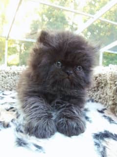 punch face tripple coated bhallu coat male kitten