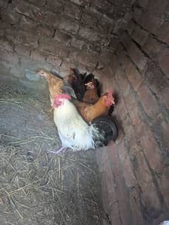 5 murgi 2 murgy / Desi hen/ misri hen