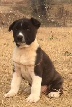 black Bully Gulte dogAge 2 month for sale