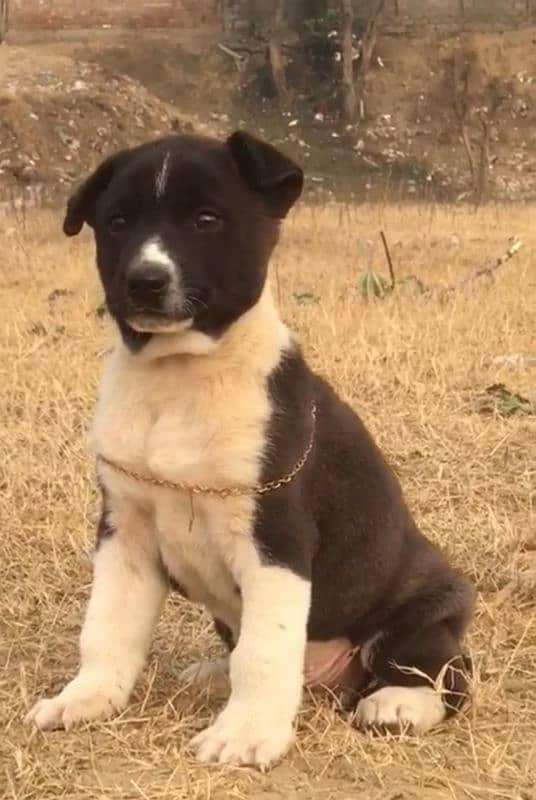 black Bully Gulte dogAge 2 month for sale 0