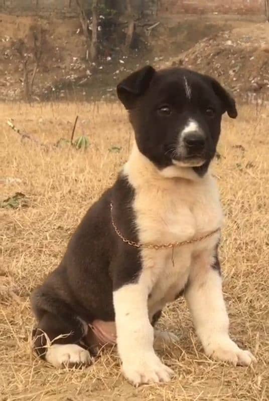 black Bully Gulte dogAge 2 month for sale 1