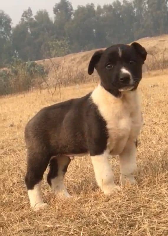 black Bully Gulte dogAge 2 month for sale 2