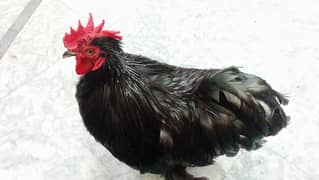 bantam