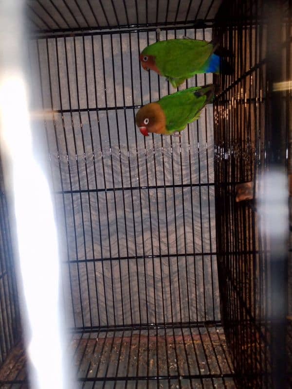 Love birds 9 month age 0