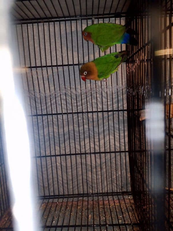 Love birds 9 month age 1