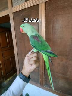 kashmiri raw parrot for sale 4 month age WhatsApp number 03417057463