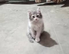 Female kitten for sale