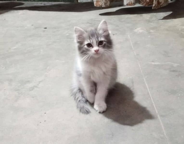 Female kitten for sale 0