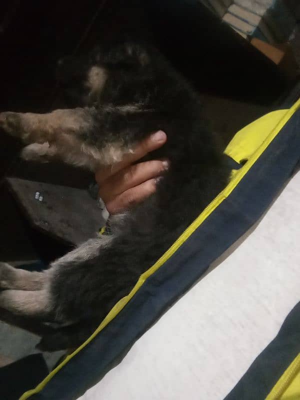 Gsd dog for sale/German shepherd puppies for sale 1