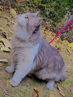 persian cat 5 month age