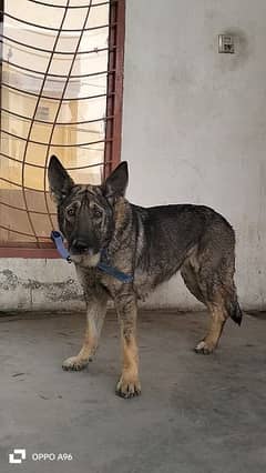 German shepherd female