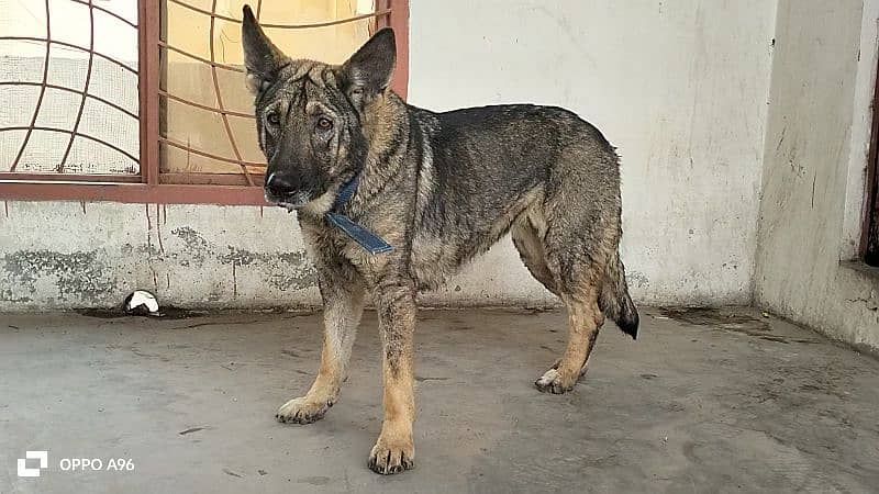 German shepherd female 1