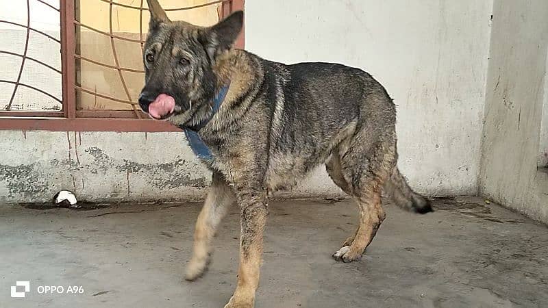 German shepherd female 3