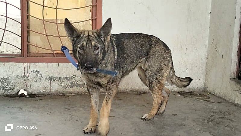 German shepherd female 4