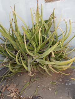 aloe Vera plants for sale