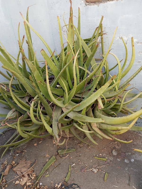 aloe Vera plants for sale 0