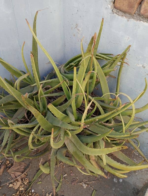 aloe Vera plants for sale 1