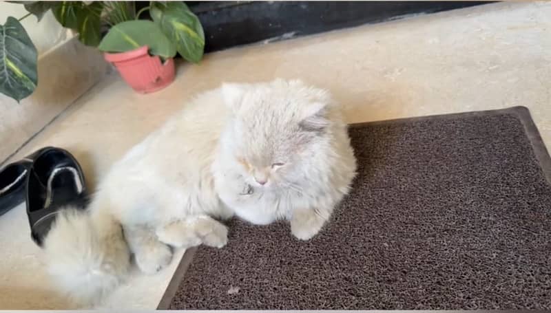 Persian cat / Persian kitten / triple coated / punch face 3