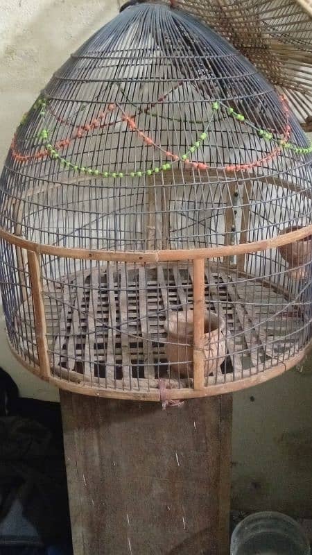 cages and breading boxes available for sale 1