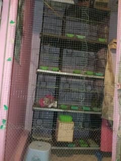 Parrot cage