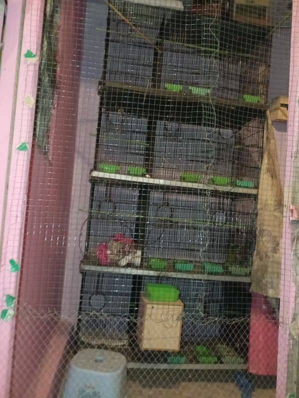 Parrot cage 0