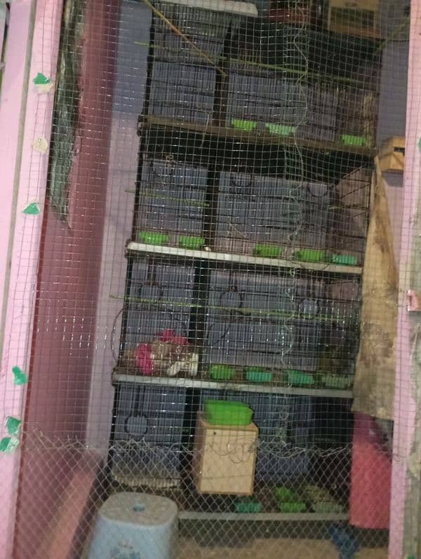 Parrot cage 1