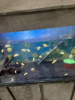 Exotic fish Honey Severum for sale!