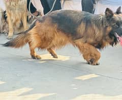 german shepherd pink pedigree female