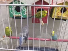 5 Budgie Parrots with Cage