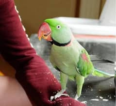 Perrot