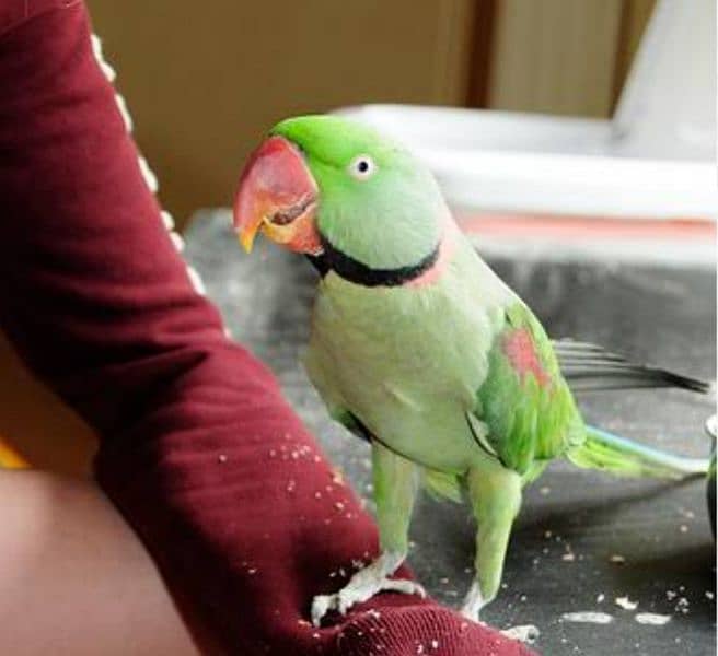 Perrot 0