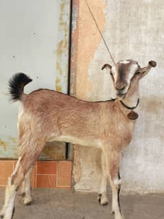 Barbari Goat For sale