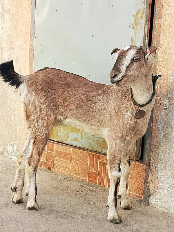 Barbari Goat For sale 1