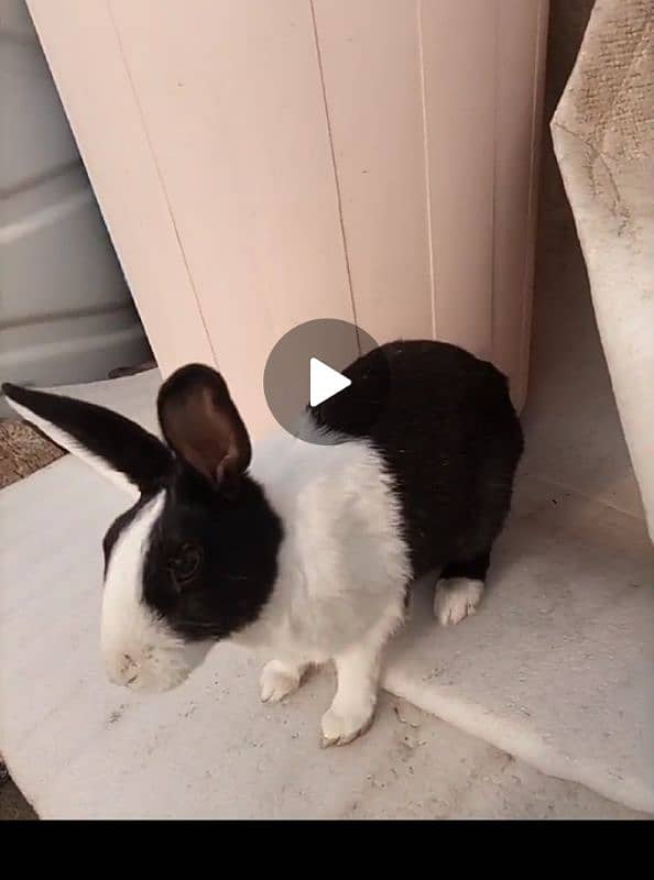 male and female rabbit available 0