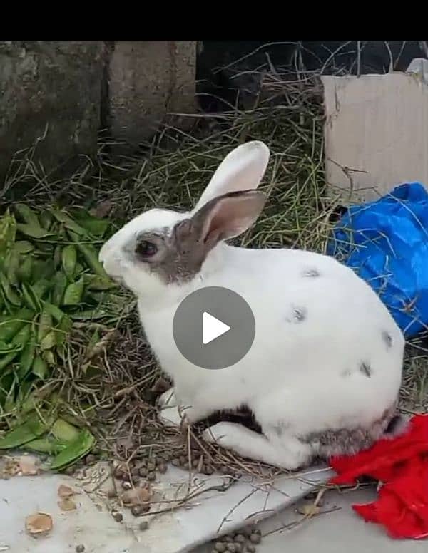 male and female rabbit available 1