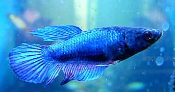 betta fish Pairs Available || Fancy Guppy Pair || Guppy Molly fry