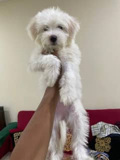 poodle female 03104336570