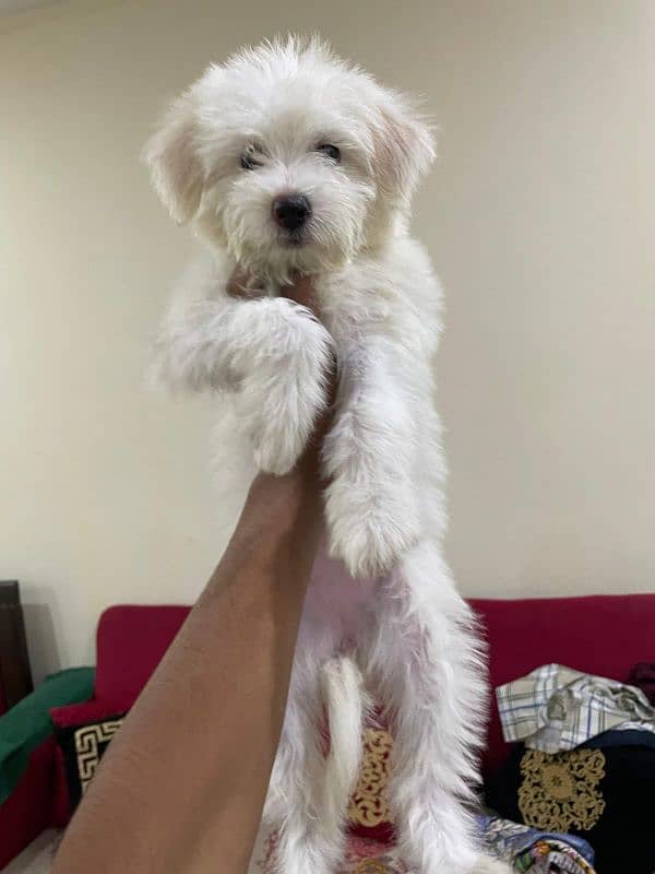 poodle female 03104336570 0