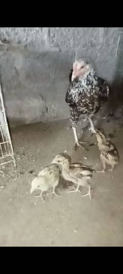 1 female mother and 3 baby 2 month. . video 0312-2060420 WhatsApp