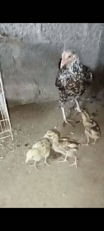 1 female mother and 3 baby 2 month. . video 0312-2060420 WhatsApp 0