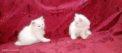 Persin kittens pair