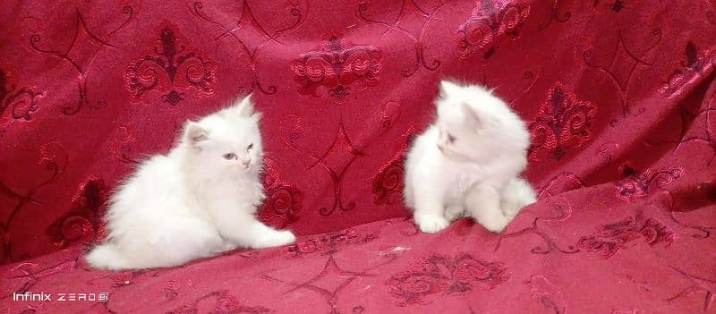 Persin kittens pair 0