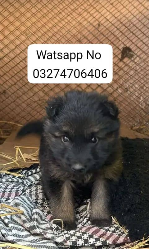 German Shepherd Puppy Male For Urgent Sale 0