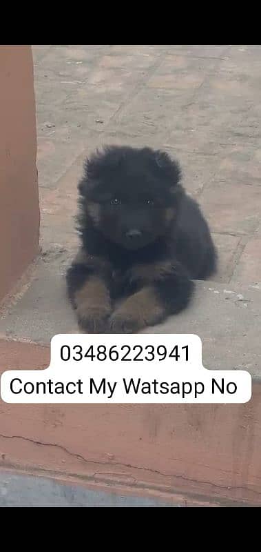 German Shepherd Puppy Male For Urgent Sale 1