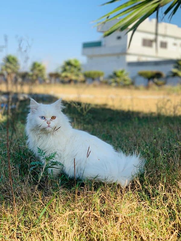 Persian cat for sale male female my WhatsApp 0329=4879=452 0