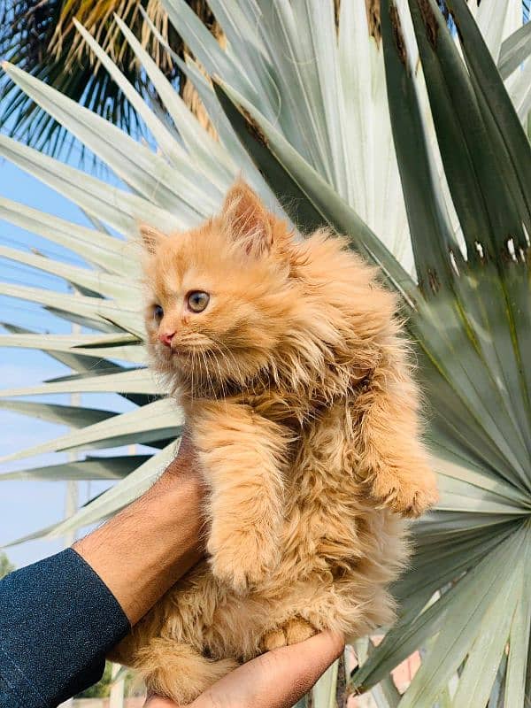 Persian cat for sale male female my WhatsApp 0329=4879=452 1