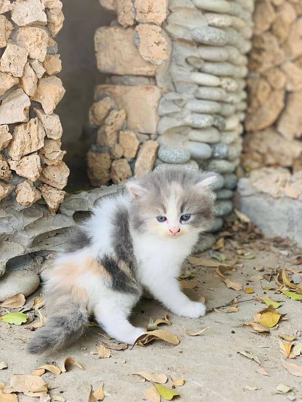 Persian cat for sale male female my WhatsApp 0329=4879=452 2