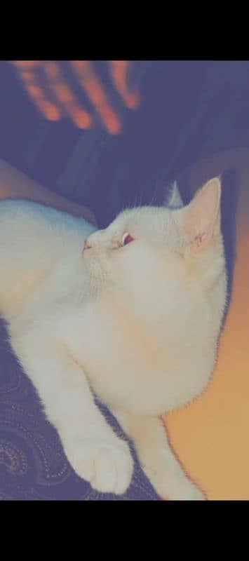 Persian cat for sale breed pair white colour 5