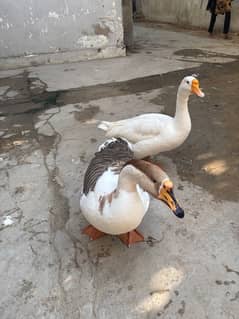 Big neck duck pair